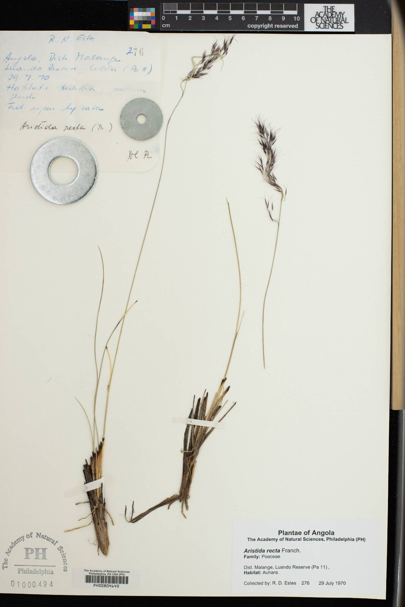 Aristida recta image