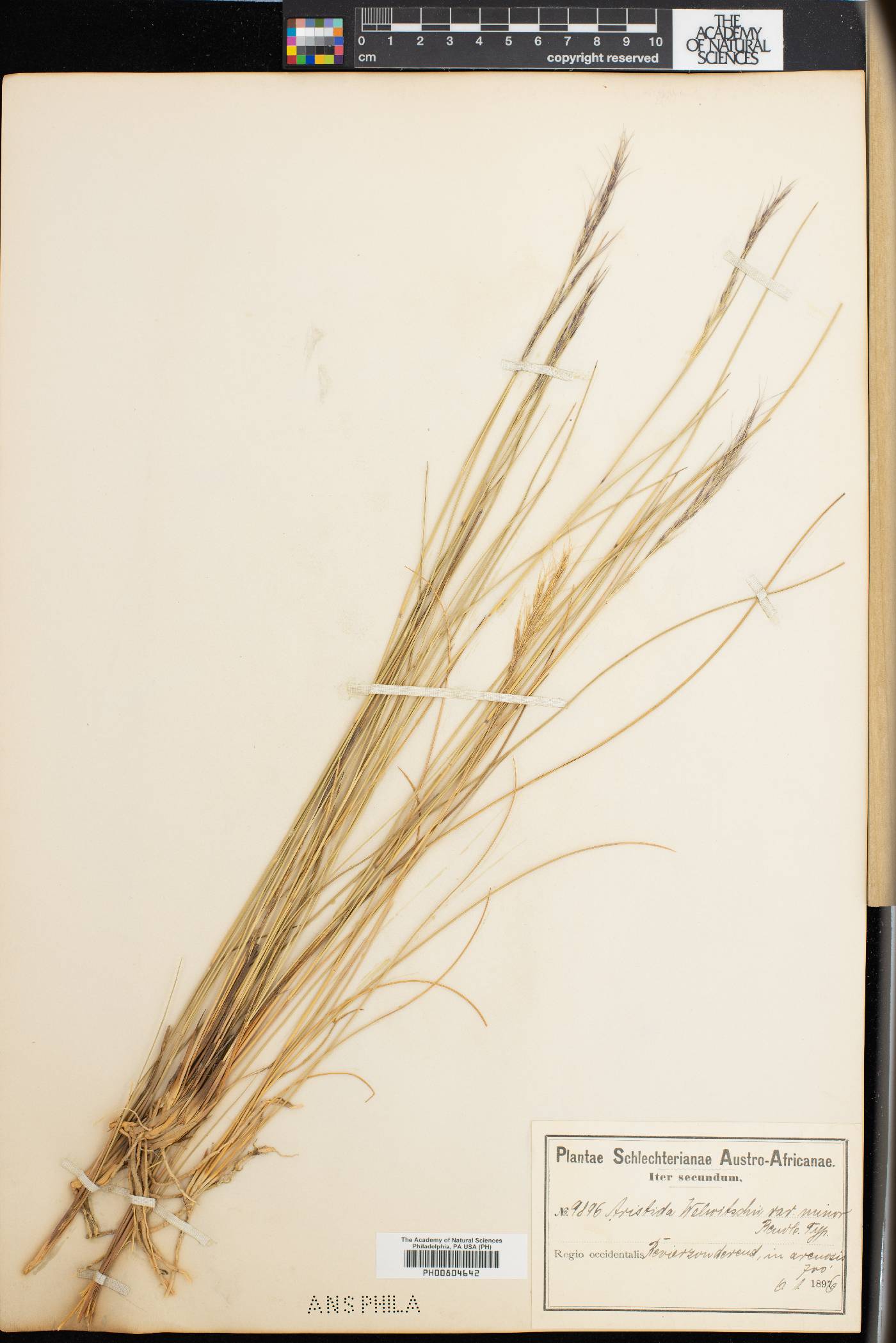 Aristida junciformis image