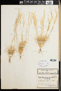 Aristida obtusa image