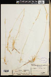 Aristida ciliata image