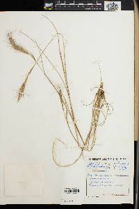 Aristida congesta image