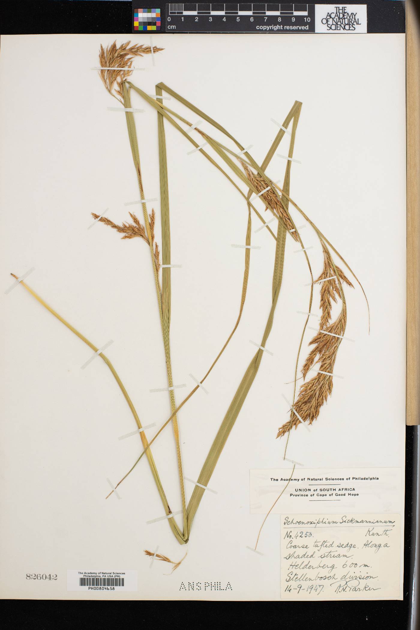 Carex lancea image