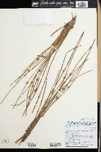 Schoenoplectiella senegalensis image