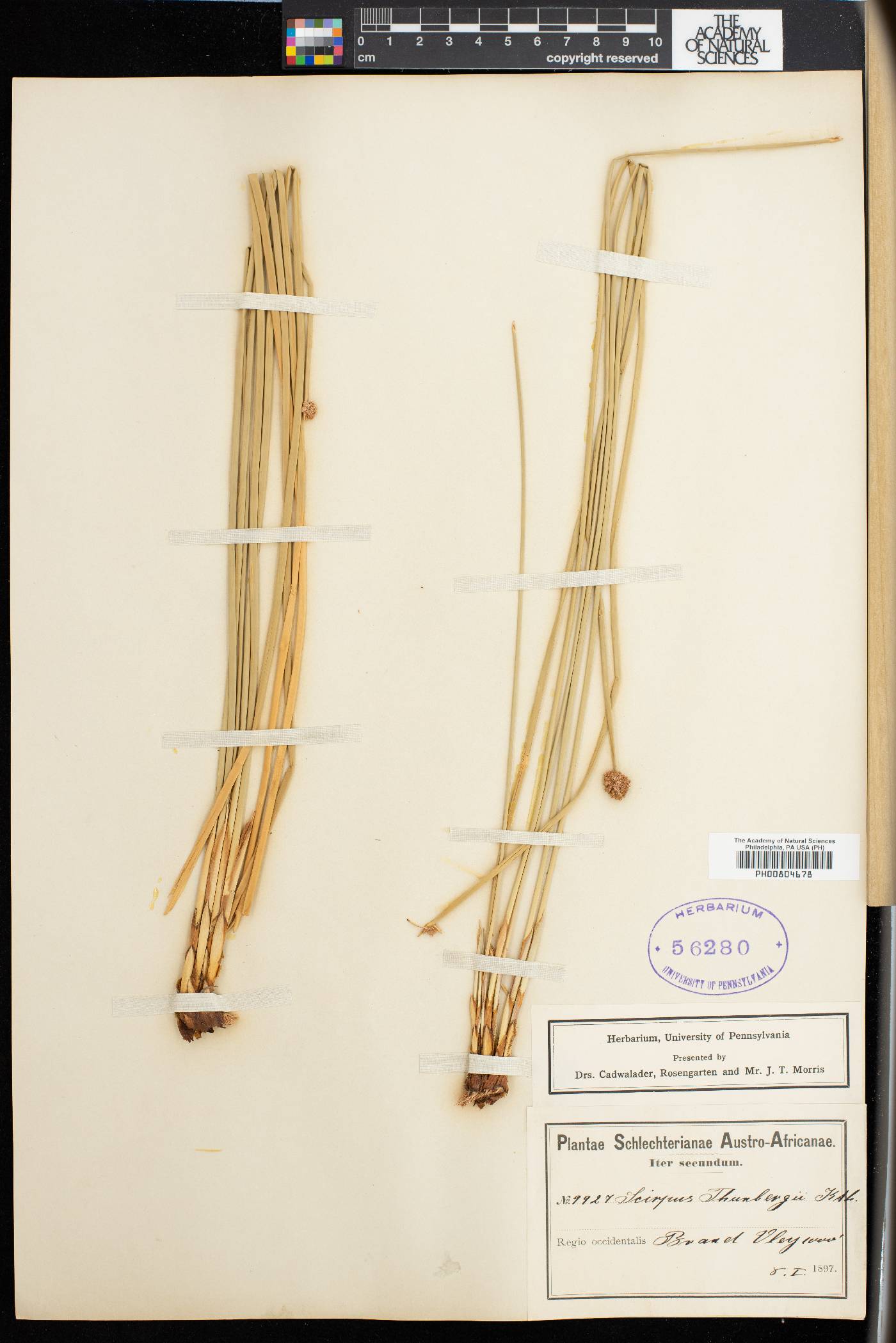 Scirpoides holoschoenus subsp. thunbergii image