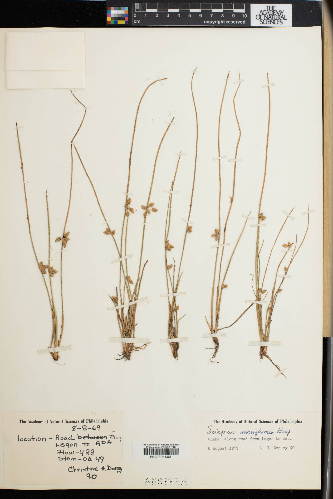 Schoenoplectiella juncea image