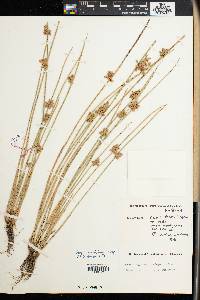 Schoenoplectiella juncea image