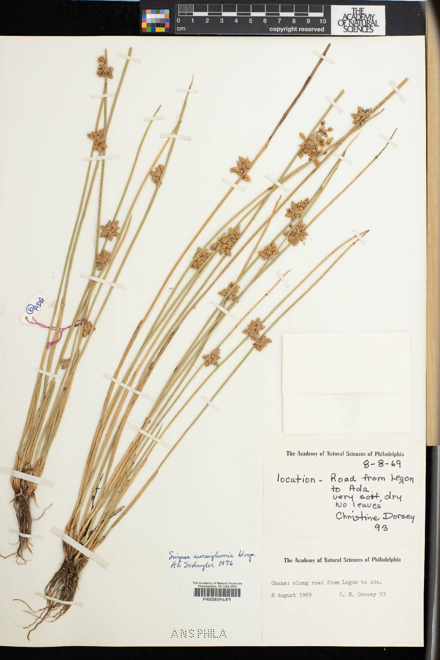 Schoenoplectiella juncea image