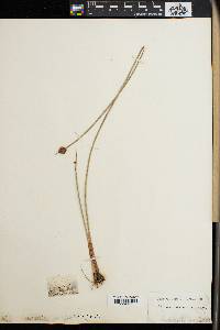 Scirpus holoschoenus image