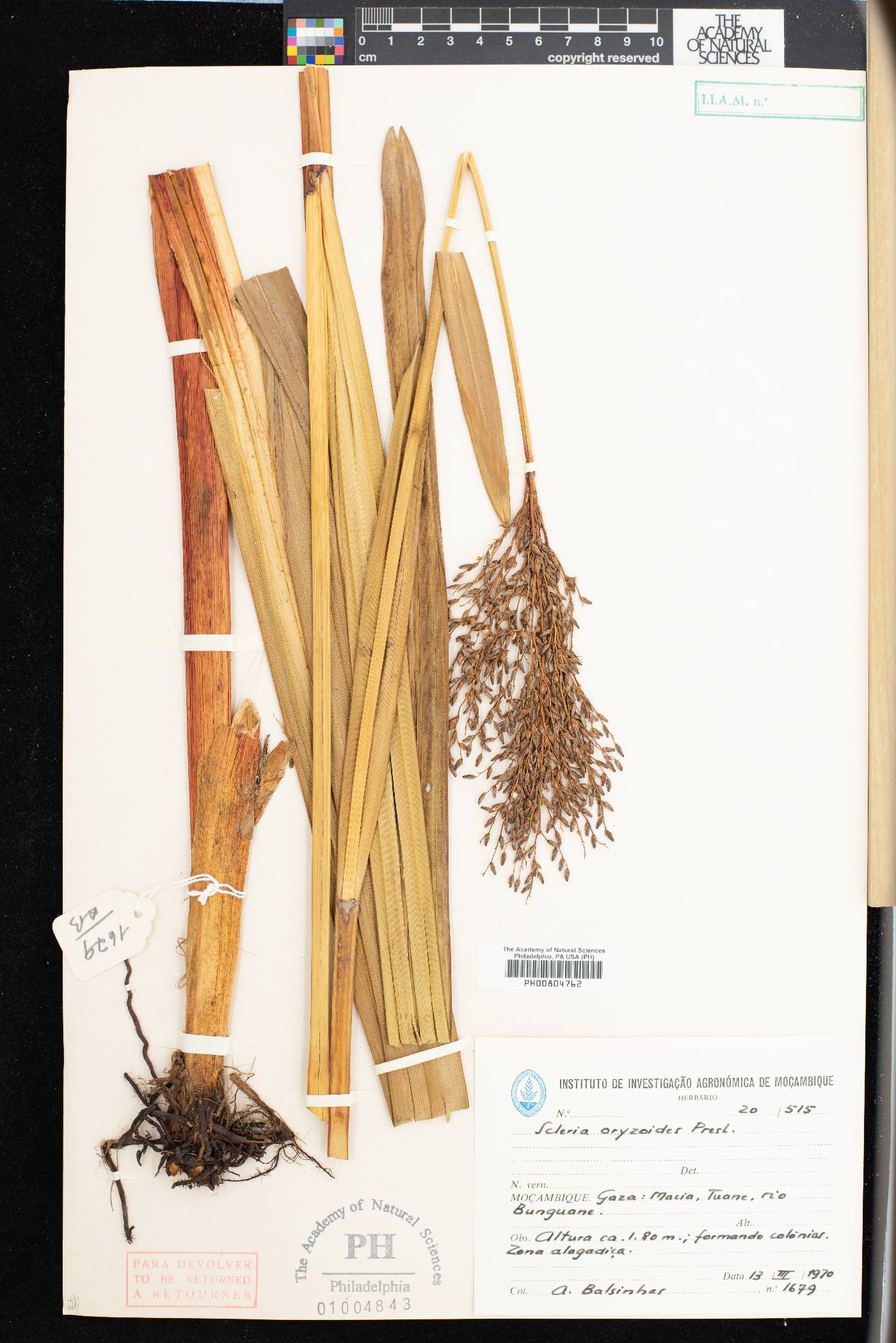 Scleria poiformis image