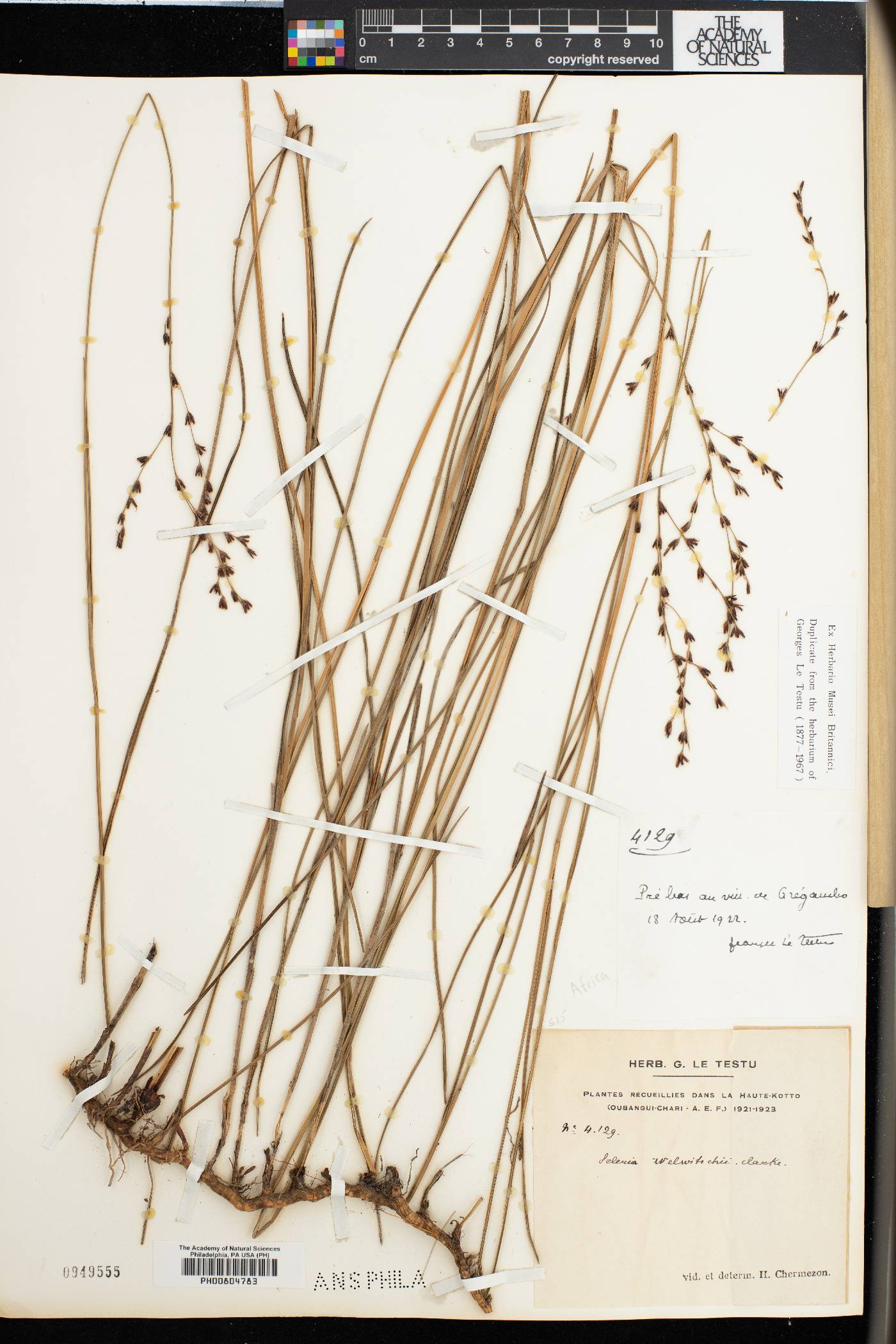 Scleria welwitschii image