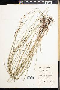 Scleria bulbifera image
