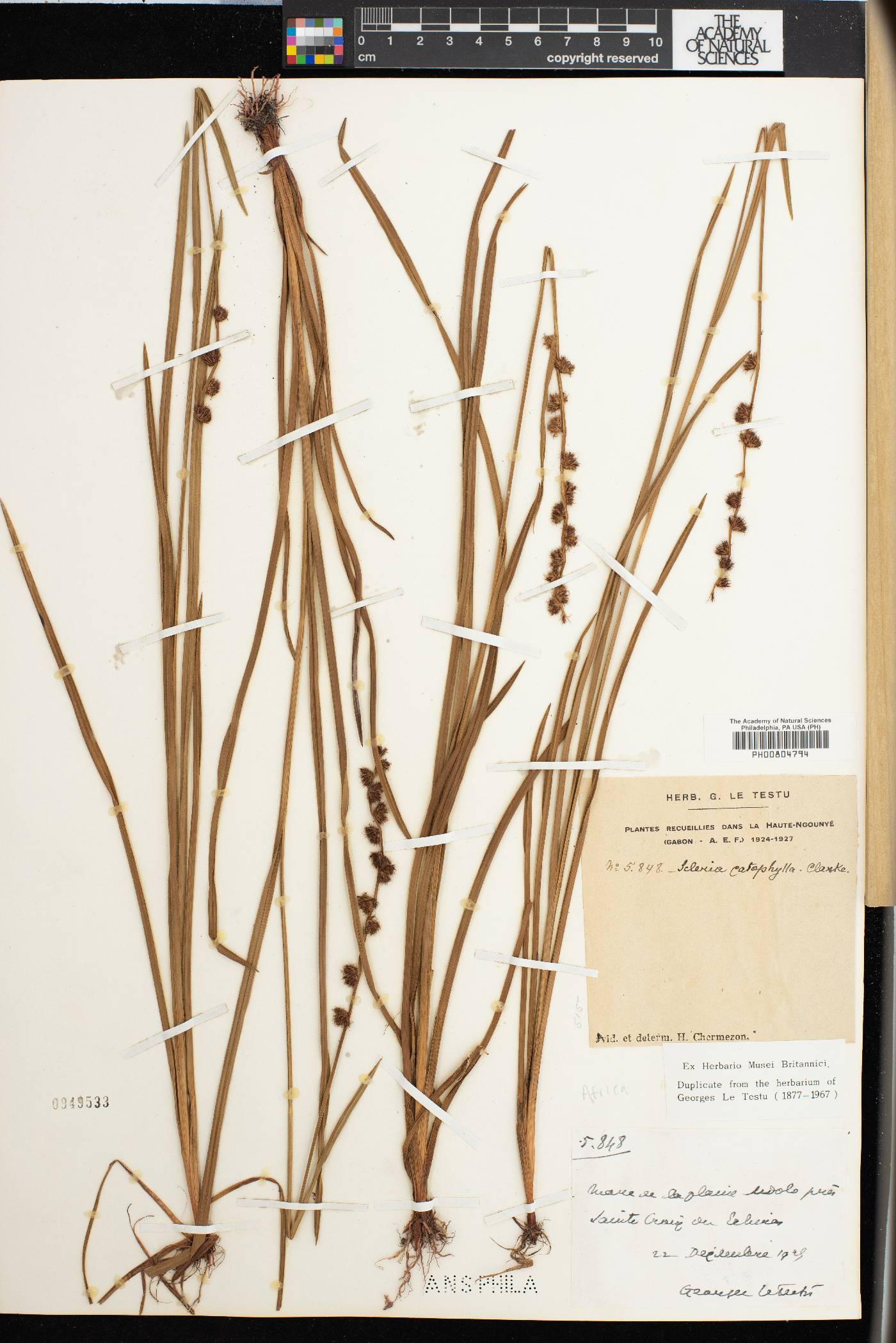 Scleria catophylla image