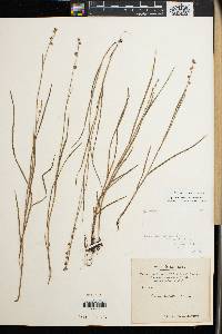 Scleria distans image