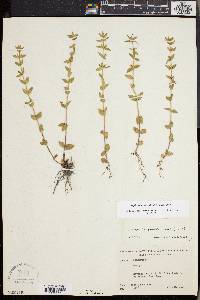 Sophronanthe pilosa image