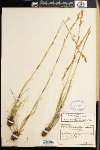 Media resource of Tetraria nigrovaginata
