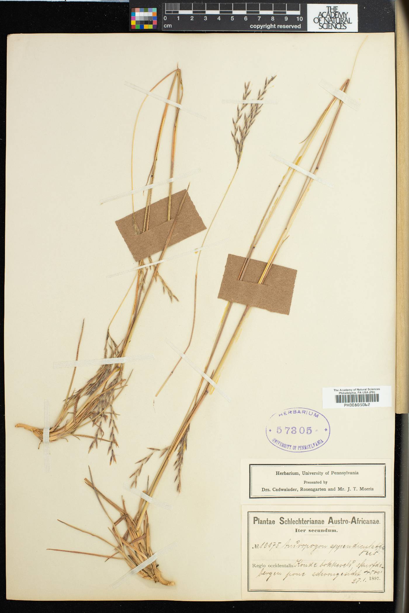 Andropogon appendiculatus image