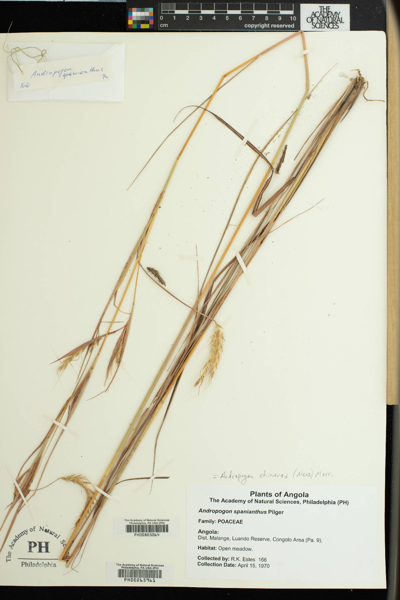 Andropogon chinensis image