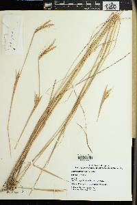 Andropogon schirensis image