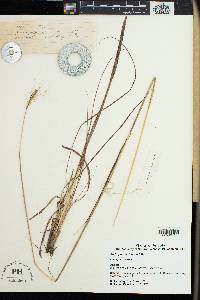 Andropogon schirensis image