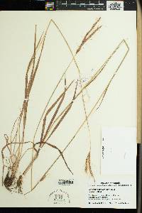 Andropogon schirensis image