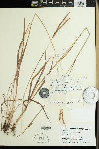 Andropogon schirensis image