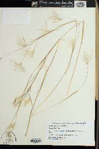 Andropogon eucomus image