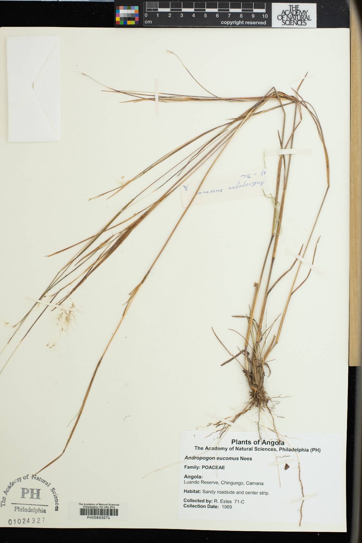 Andropogon eucomus image