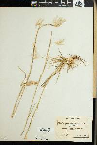 Andropogon eucomus image