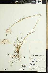 Andropogon eucomus image