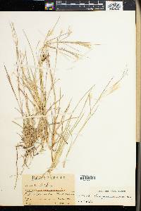 Andropogon eucomus image