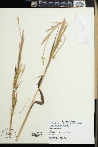 Andropogon gayanus image