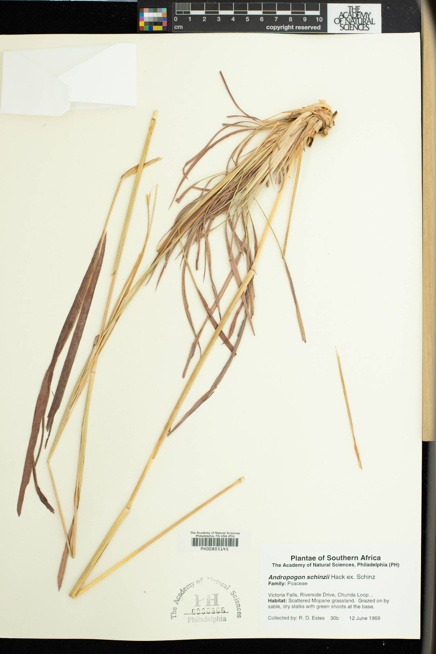 Andropogon chinensis image