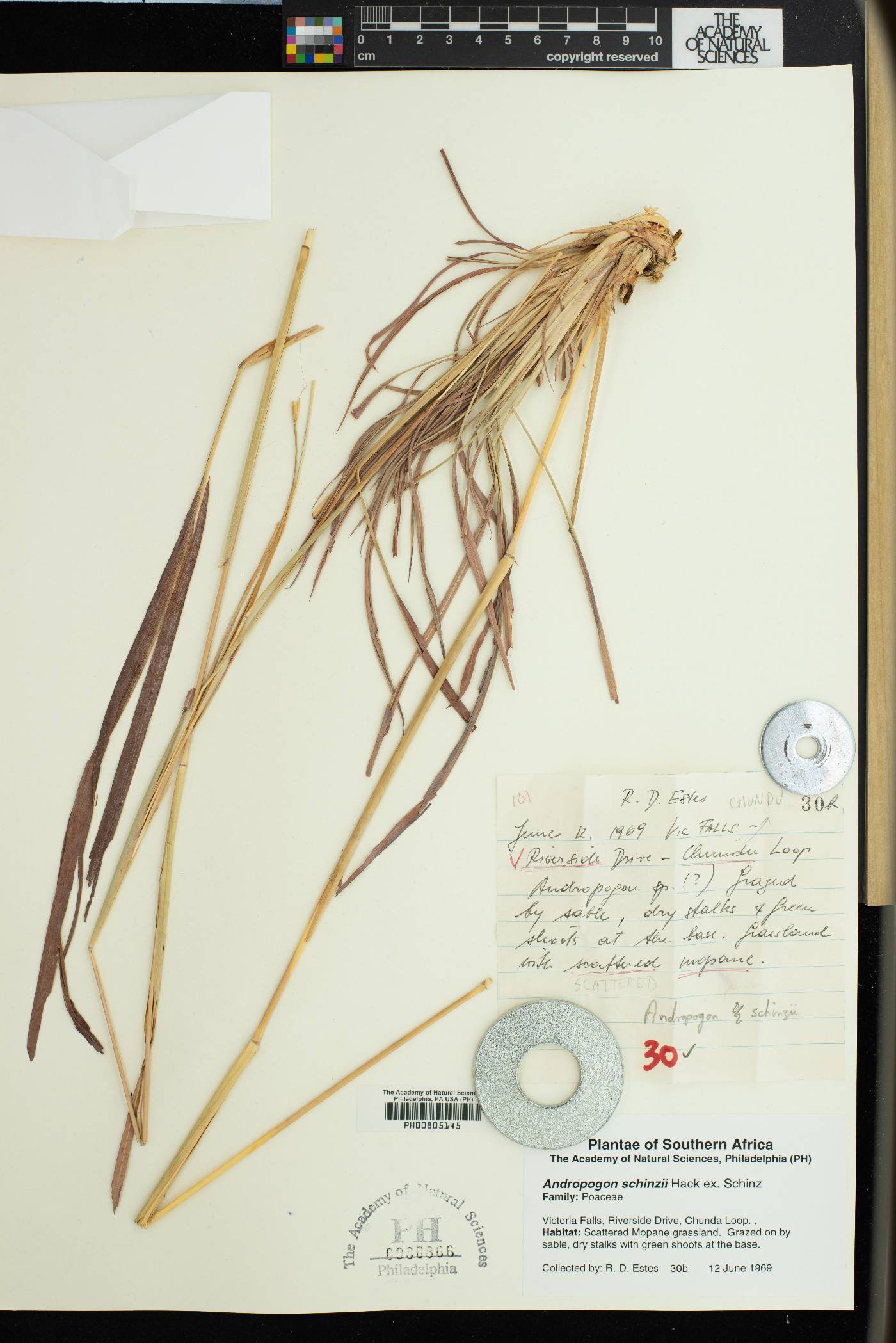 Andropogon chinensis image