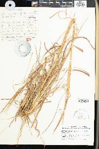 Andropogon schirensis image