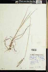 Andropogon schirensis image