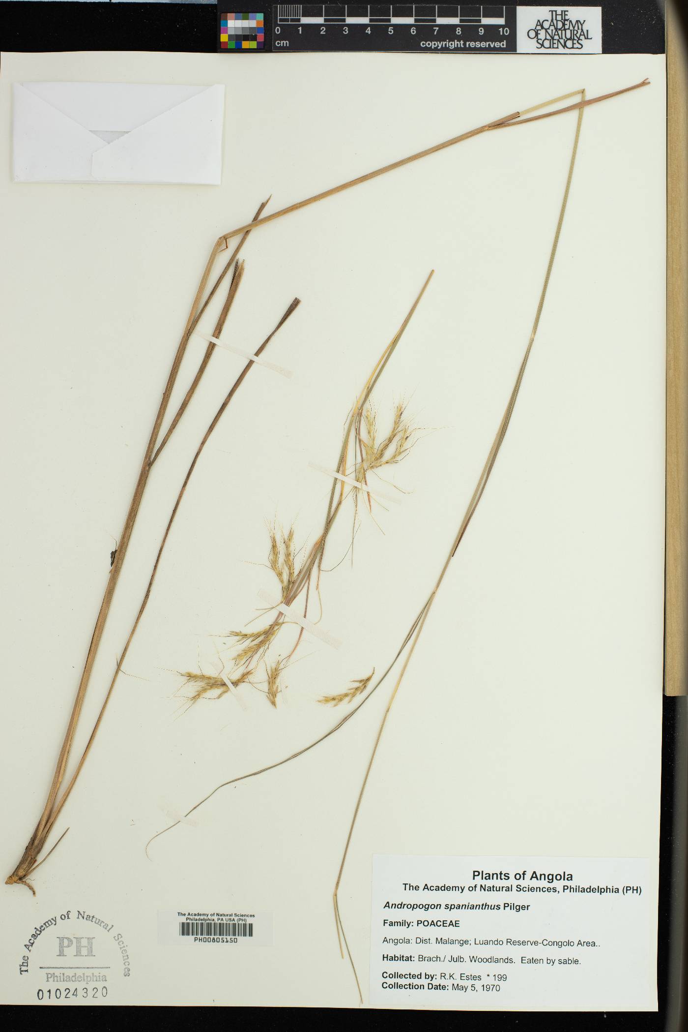 Andropogon chinensis image