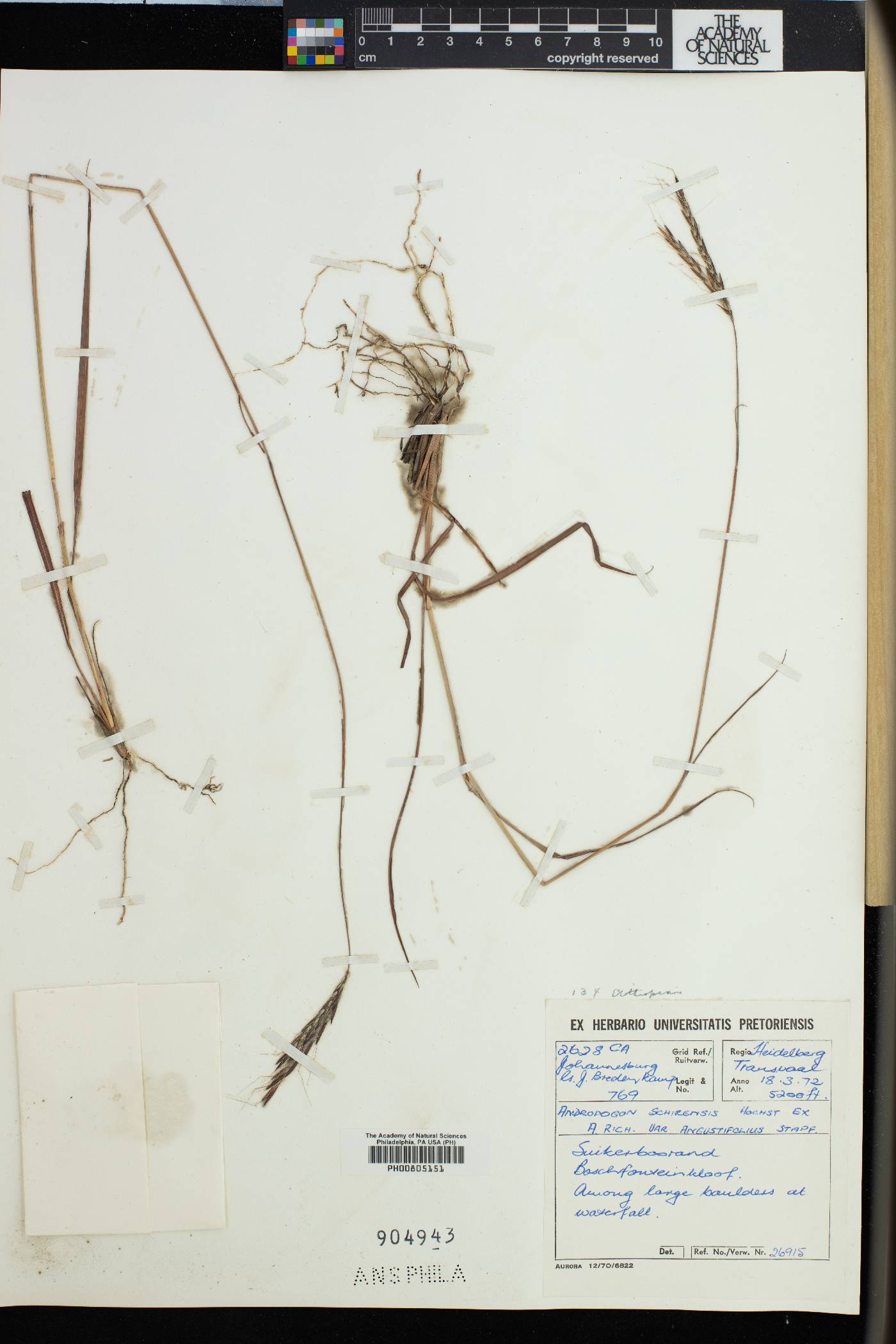 Andropogon schirensis image