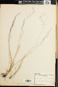 Agrostis bergiana image