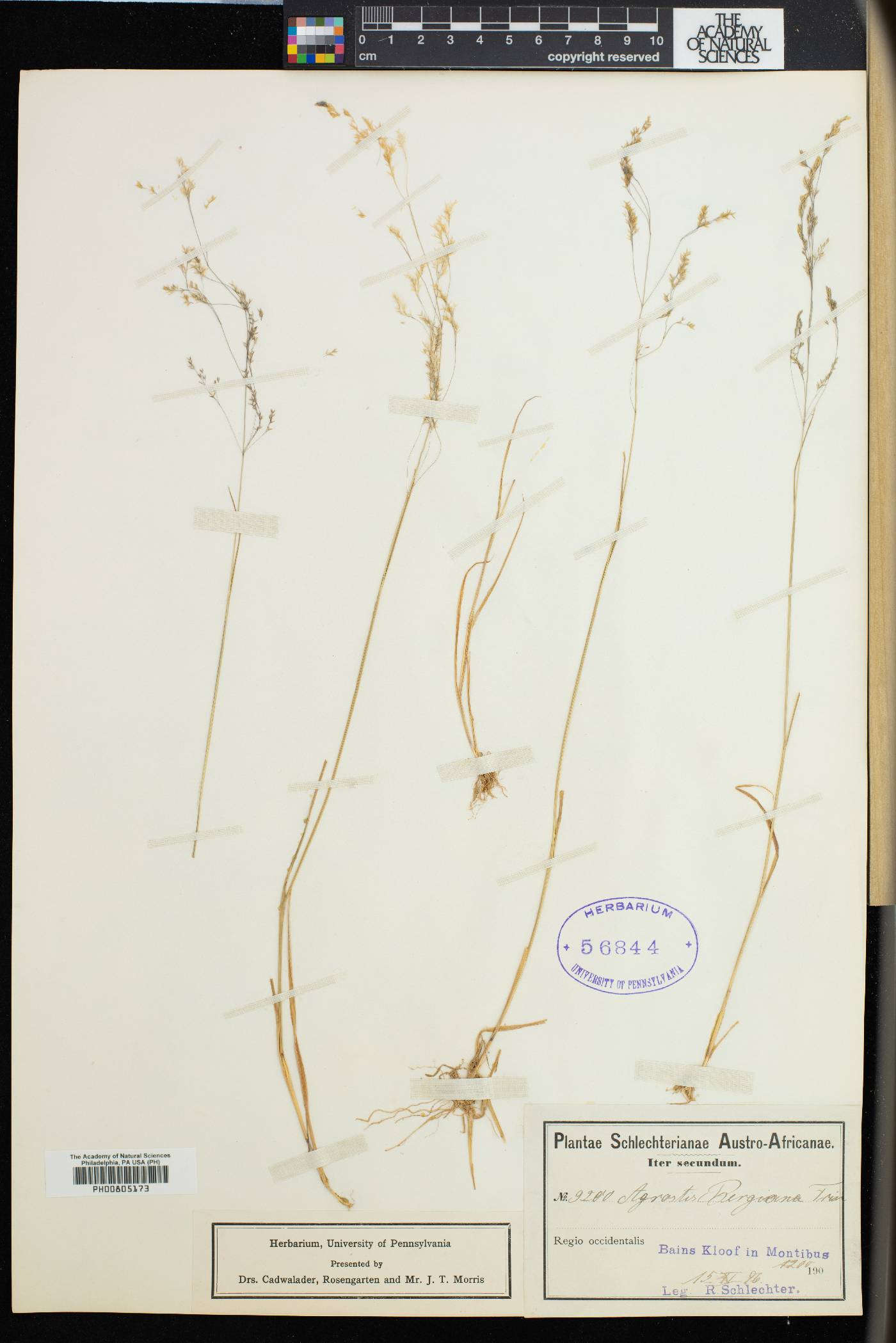 Agrostis bergiana image