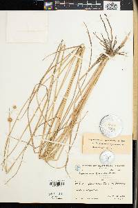 Rhynchospora cyperoides image