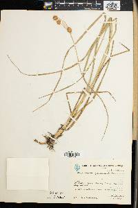 Rhynchospora cyperoides image