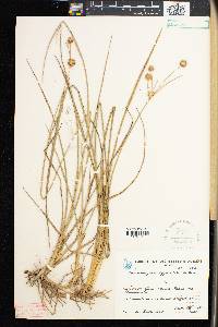 Rhynchospora cyperoides image