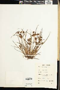 Cyperus squarrosus image