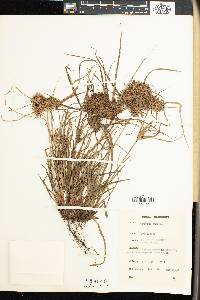 Cyperus tenuis image