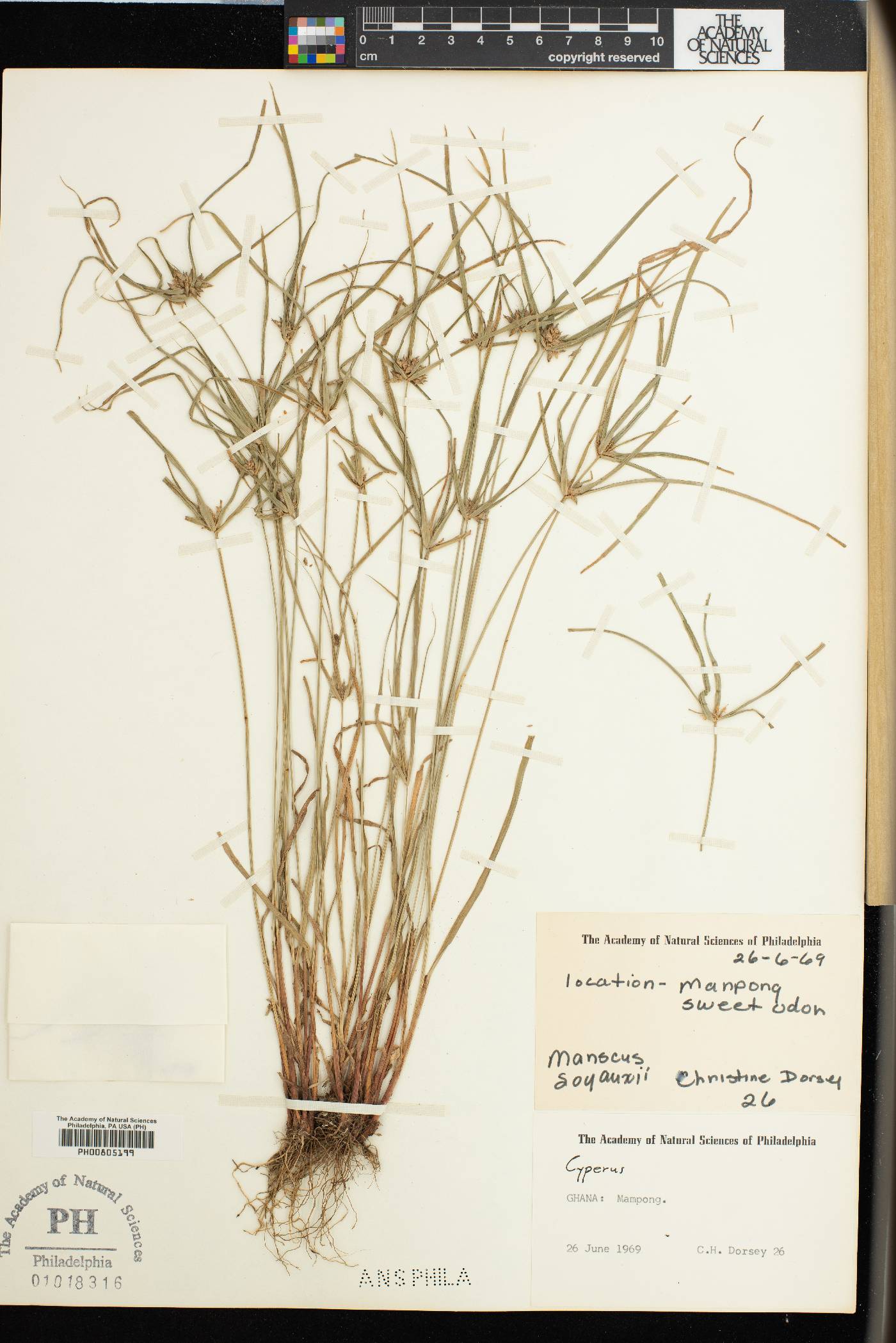 Cyperus soyauxii image