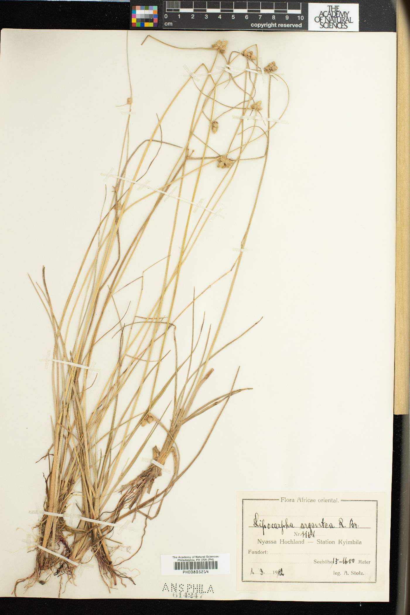 Cyperus albescens image