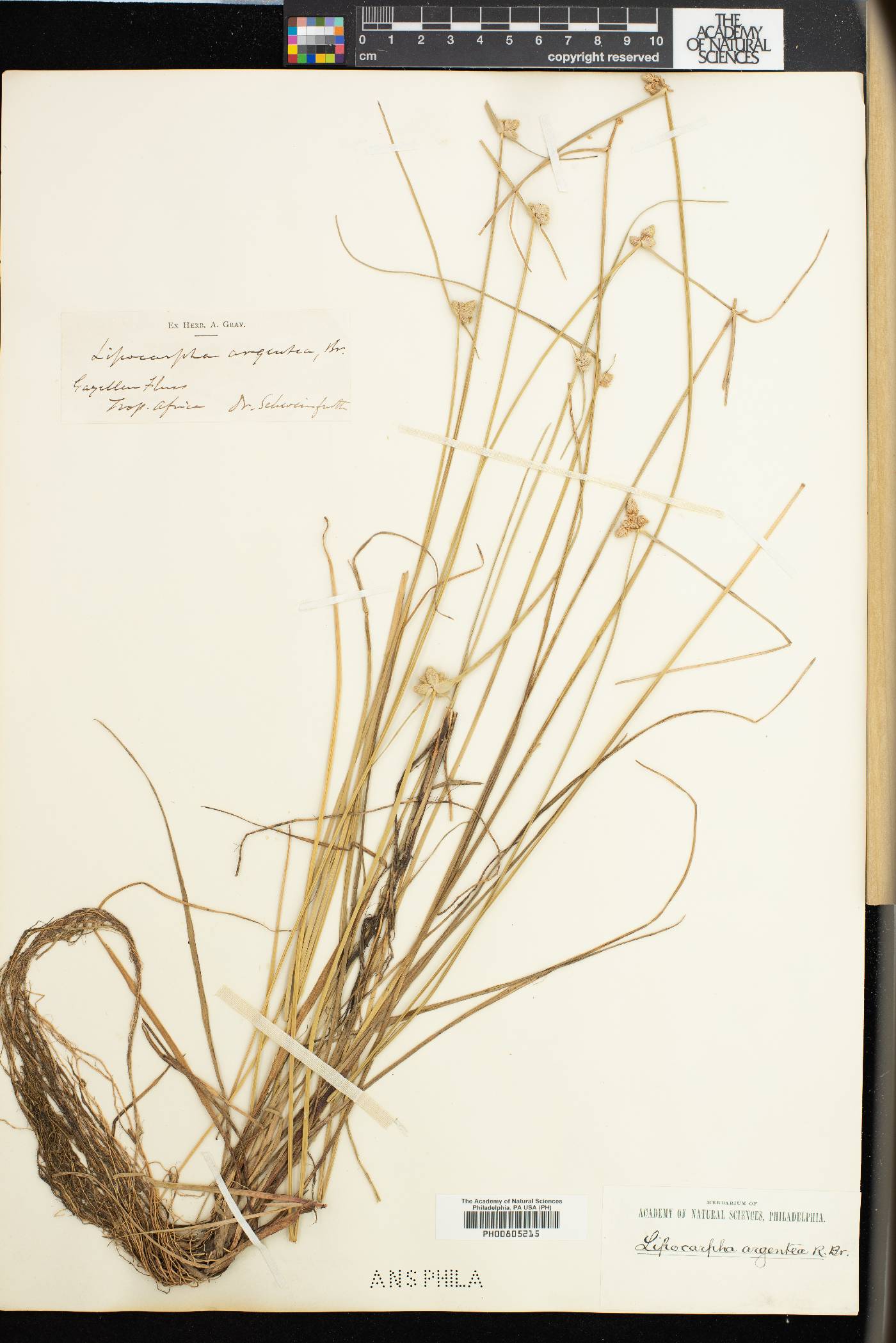 Cyperus albescens image