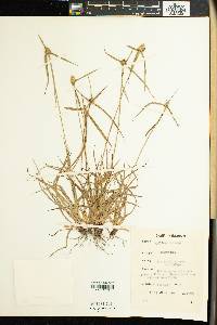 Cyperus dubius var. dubius image