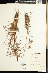 Cyperus dubius var. dubius image