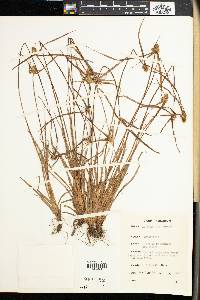 Cyperus dubius var. dubius image